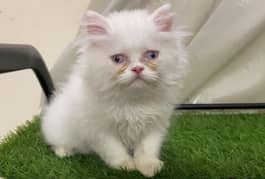 White Persian Kittens