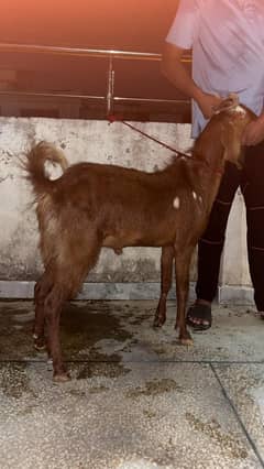 Bakra