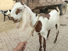 سفید بکرا قربانی کے لیے دستیاب ہے