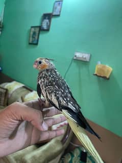 cocktail tame h age 5 months Love bird male h ak