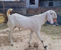 Bakra