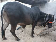 wachi for qurbani ,cow