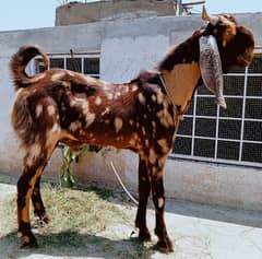 Bakra 2dant 03498200770
