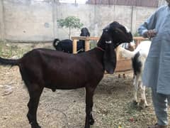 Eid Ul Adha Me Munasib Qeemat Bkra 2Dant 38KG Iska ilawa b ha