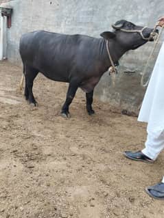 Neli ravi | Dajjal sahiwal coss | Pure Nukri | Qurbani | Bull | Gay |