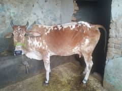 white and brone bail