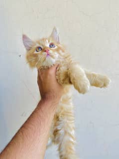 Orange cat triple coated