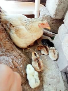 aseel murghi cell with 10 x chicks