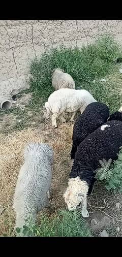 Sheeps