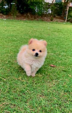 Pomeranian puppy