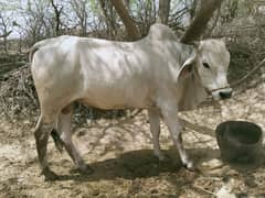 cow