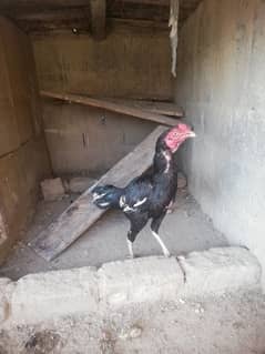 hen male female aseel