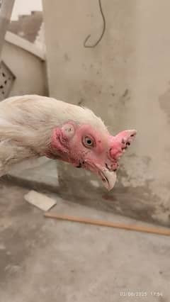 Heera patha pathi for sale Hera pair for sale