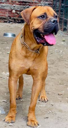 bullmastiff cane corso 03234696626
