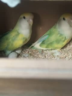 charey lovebird