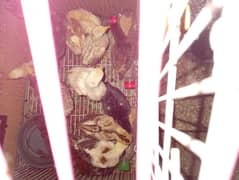 RED DRAGON BLACK OH SHAMO WHITE HEERA BURMI PLUS THAI 03706073028