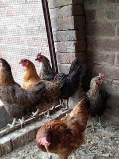 Golden Misri desi eggs laying hens  10500