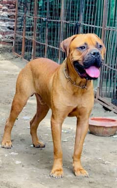 bullmastiff cane corso 03234696626 alabai