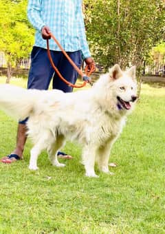 siberian