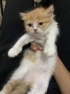 Persian kitten punch face
