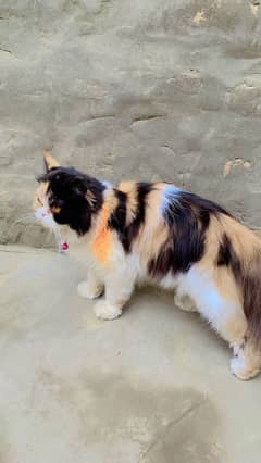 beurifull cat