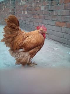 golden buff