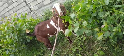 Desi Bakra | Goat | Qurbani | Bakra For Sale | بکرا