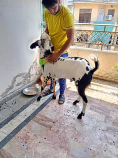 Qurbani