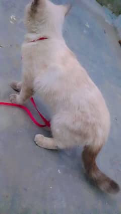 female healthy cat for sale