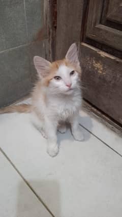 Single coat kittens