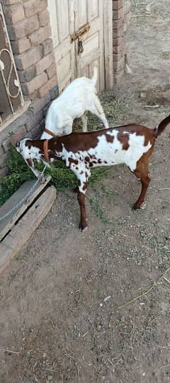 goats For Sale