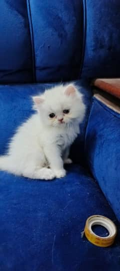 kittens for sale