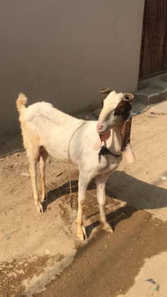6 daant gulabi bakri for sale