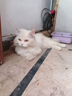 Cat Persian