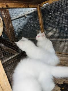 Persion cat 03000030008 contact