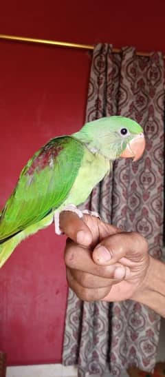 2 month phari parrot k bacha hai