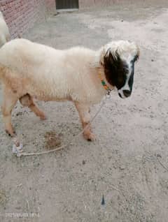 Mundra