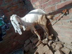 desi and makhi chini pure
