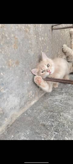 kitten