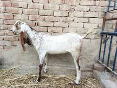 Makhi