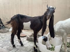 Bakra