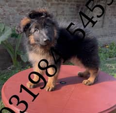 German Shepherd puppies 03198435459