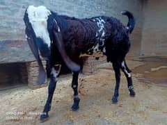 Nagra Bakra