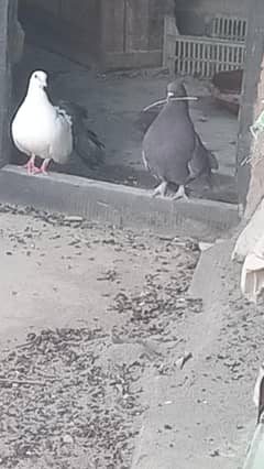 pigeons