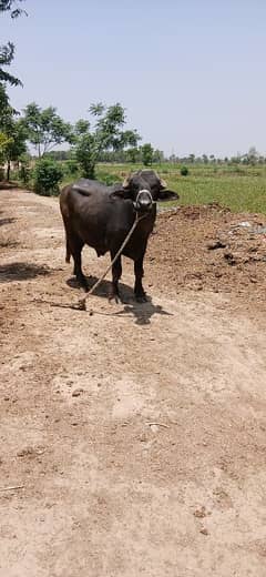 Buffalo