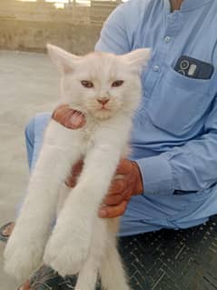 Cute Persian Cat 3 Month