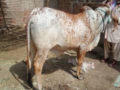 wacha for sale