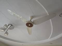 Ceiling Fans