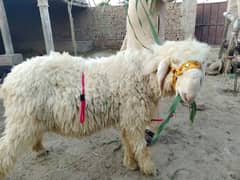 Qurbani