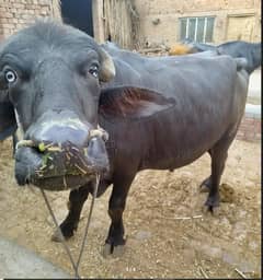Qurbani katta | buffalo | Bachra | Wacha | Bull | کٹا | qurbani janwa